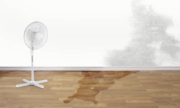 Best Water damage repair service  in Haiku Pauwela, HI