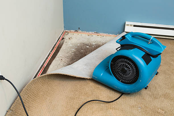 Best Basement water damage restoration  in Haiku Pauwela, HI